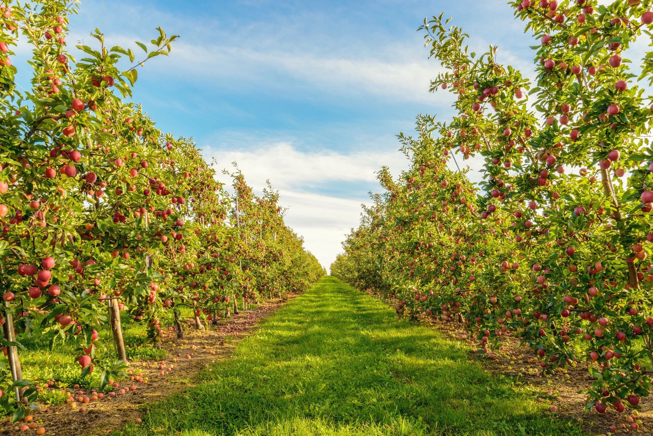 Tree-lined path with balanced symmetry, representing bilateral stimulation and emotional regulation in EMDR therapy