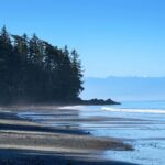 Calm coastal shoreline with trees and gentle waves representing nervous system regulation