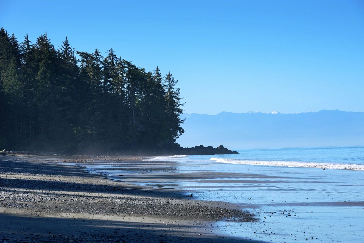 Calm coastal shoreline with trees and gentle waves representing nervous system regulation